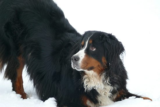 Berner Sennenh�ndin Ginja