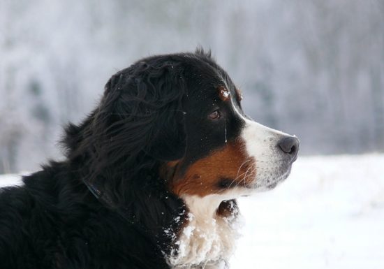 Berner Sennenh�ndin Ginja