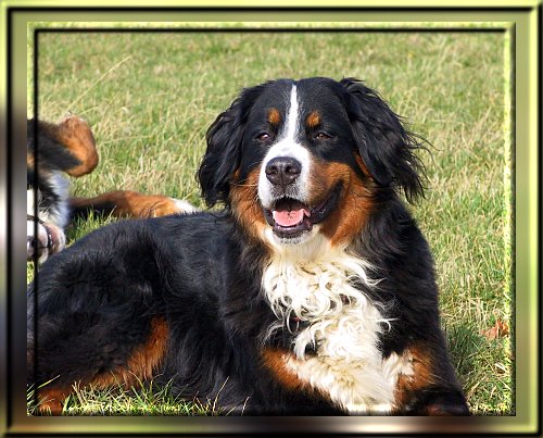 Berner Sennenhund Ginja
