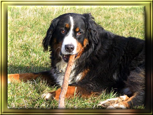 Berner Sennenhund Ginja