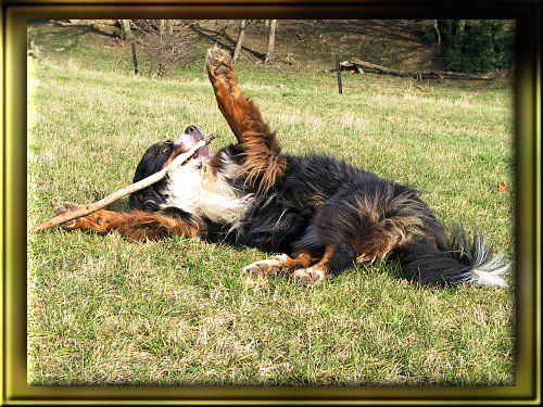 Berner Sennenhund Ginja