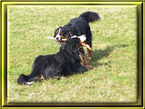 Berner Sennenhunde Ginja und Domino