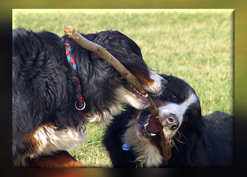 Berner Sennenhunde Domino und Ginja beim Spiel