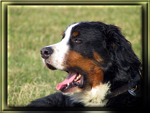 Berner Sennenhund Domino