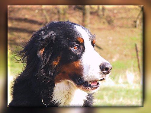 Berner Sennenhund Domino