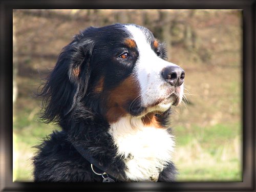 Berner Sennenhund Domino