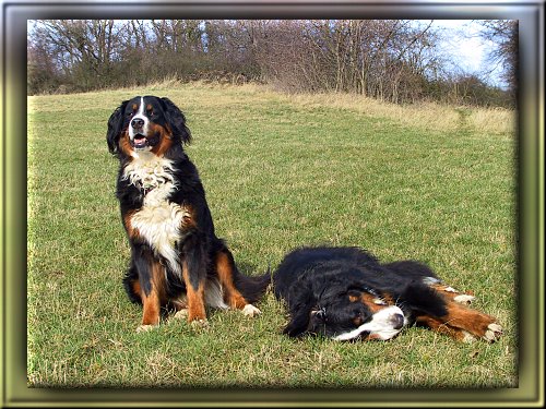 Berner Sennenhunde Ginja und Domino