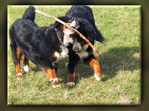 Berner Sennenhunde Domino und Ginja beim Spiel mit einem Stock
