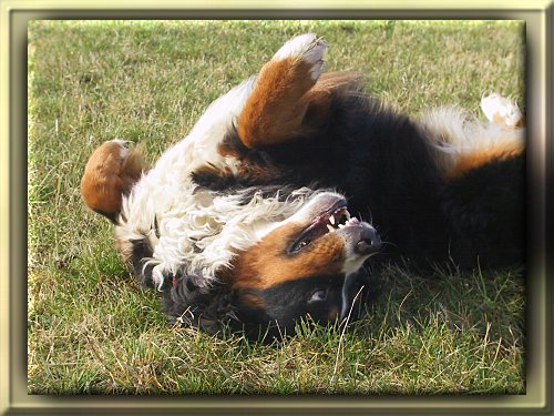 Berner Sennenhund Ginja w�lzt sich im Gras