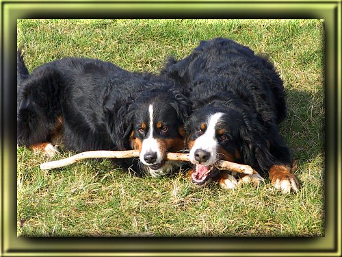 Berner Sennenhunde Domino und Ginja beim "synchronkauen"