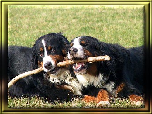 Berner Sennenhunde Domino und Ginja beim "synchronkauen"