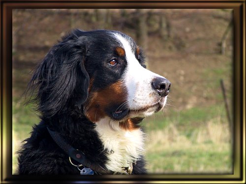 Berner Sennenhund Domino