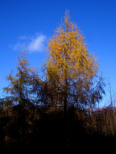 Foto: Erste Blattknospen