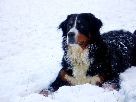 Foto Berner Sennenhund Ginja