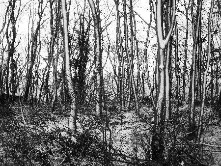 Foto schneebedeckte B�ume