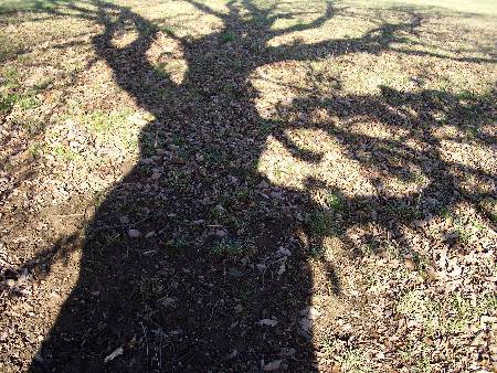 Foto Schatten einer Eiche im Winter