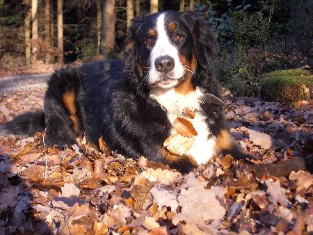 Foto Berner Sennenhund Domino