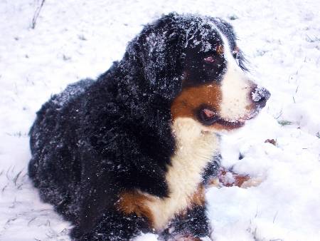 Foto Berner Sennenhund Domino