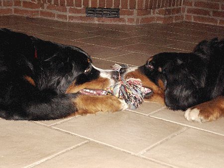 Foto Berner Sennenhunde Ginja und Sally