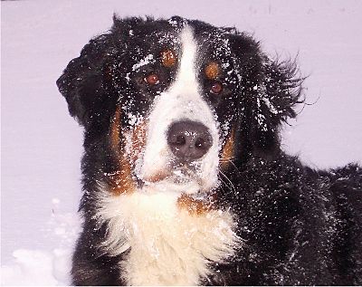 Foto Berner Sennenhund Domino