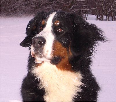 Foto Berner Sennenhund Domino