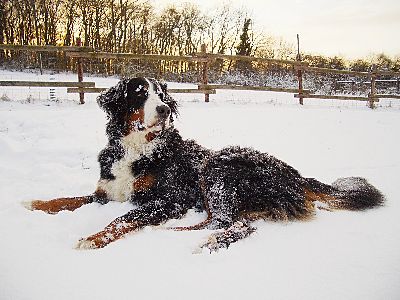 Foto Berner Sennenhund Domino