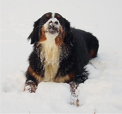 Foto Berner Sennenhund Ginja
