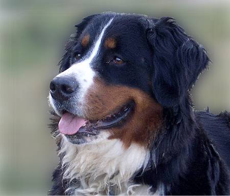 Foto Berner Sennenhund Ginja