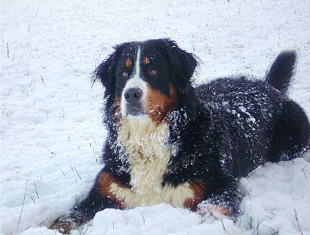 Foto Berner Sennenhund Ginja