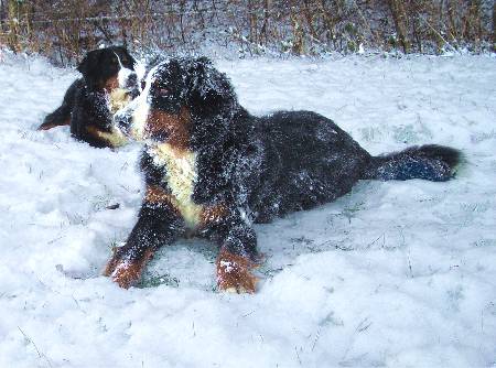Foto Berner Sennenhunde Domino und Ginja