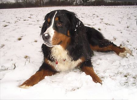 Berner Sennenhund Ginja im Schnee