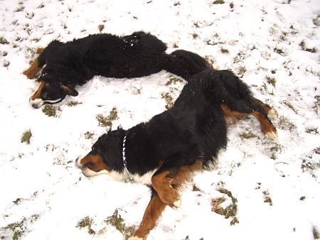 Berner Sennenhunde Domino und Ginja im Schnee