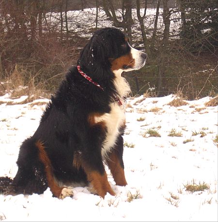 Berner Sennenhund Ginja im Schnee