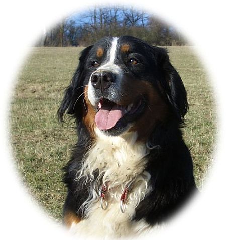 Portrait der Berner Sennenh�ndin Ginja