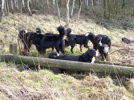 Berner Sennenhunde Treffen