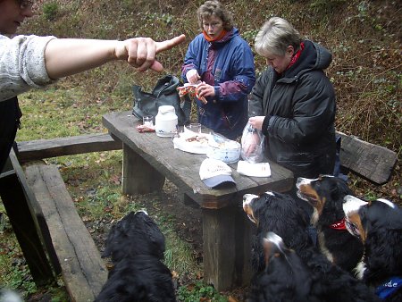 Foto: Berner Sennenhunde Treffen Dezember 2003