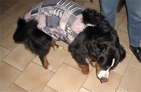Foto: Berner Sennenhündin Ginja nach der Kastration mit Badeanzug