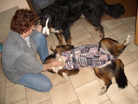 Foto: Berner Sennenhündin Ginja nach der Kastration mit Badeanzug