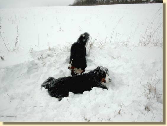Foto: Berner Sennenhunde Domino und Ginja im Schnee