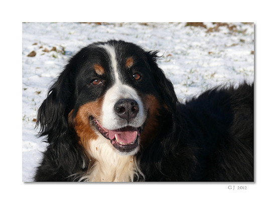 Berner Sennenhunde