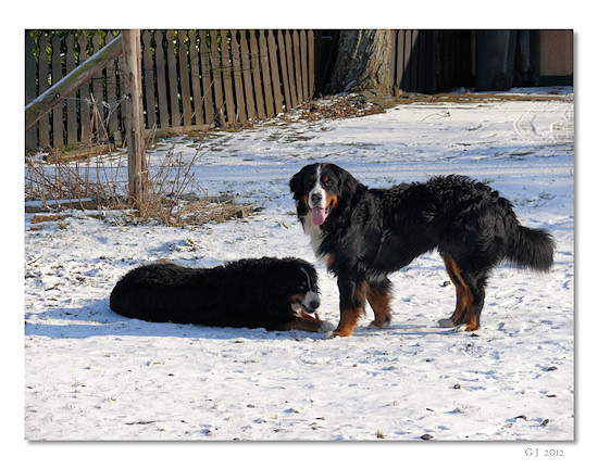 Berner Sennenhund Camillo vom Bernerwald
