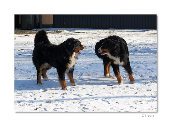 Berner Sennenhund Camillo vom Bernerwald