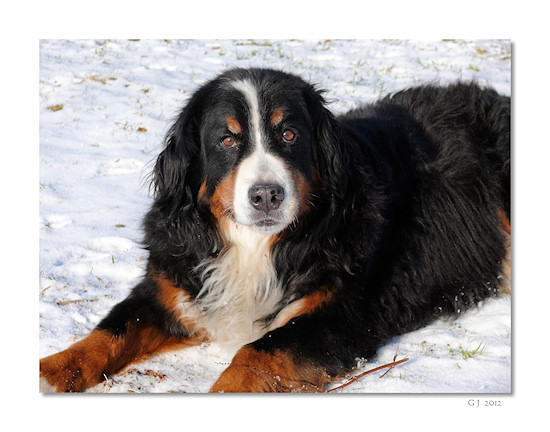 Berner Sennenhund Ginja Quo Vadis