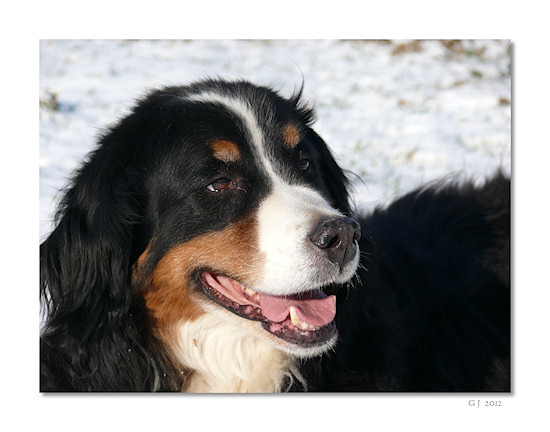 Berner Sennenhund Camillo vom Bernerwald