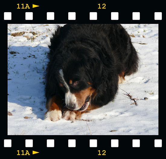Berner Sennenhunde