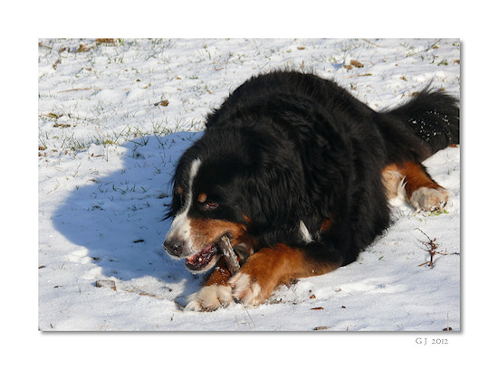 Berner Sennenhund