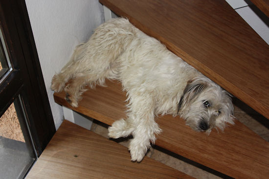Lulu auf der Treppe