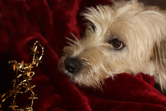 Lulus Weihnachtsfotos