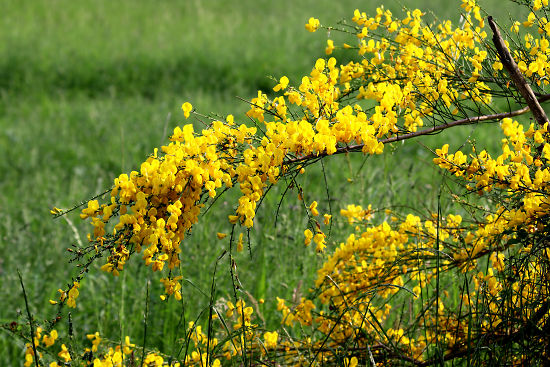 Besenginsterblüten