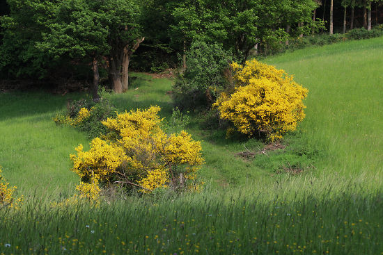 Feldweg mit Besenginster